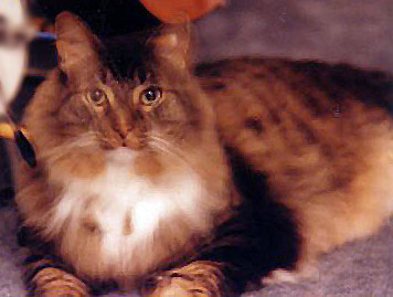 Tribble helped this pet loss support site come to life, with his death on New Year's Day 1996